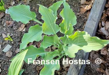 Hosta Frilly Fantasy